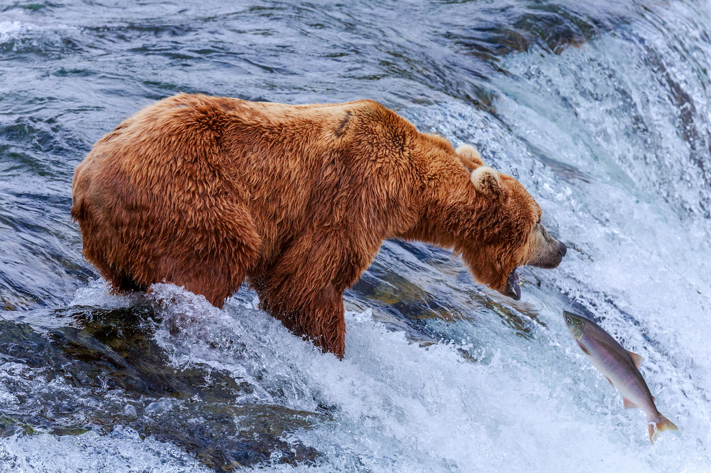 Bear catching fish image